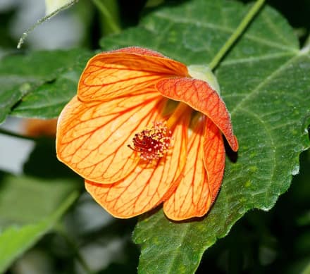 Абутилон (Abutilon)