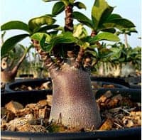 Адениум (Adenium obesum)