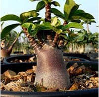 Адениум (Adenium obesum)