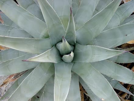 Агава (Agave)