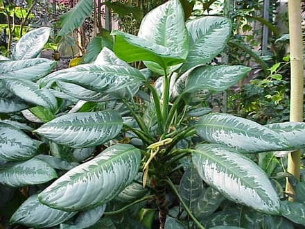 Аглаонема (Aglaonema)