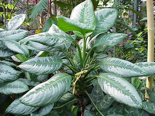 Аглаонема (Aglaonema)