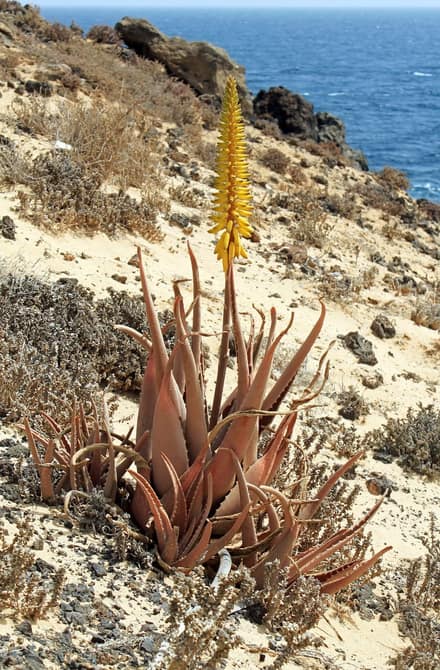 Алоэ вера (Aloe vera)