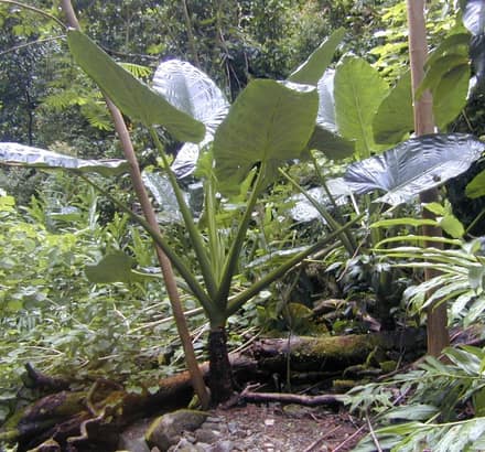 Алоказия (Alocasia)