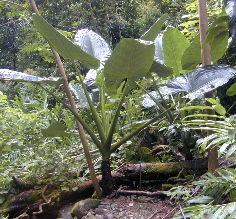 Алоказия (Alocasia)