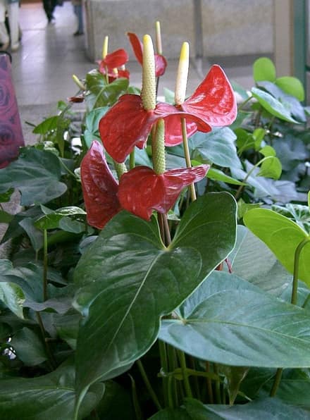 Антуриум (Anthurium)