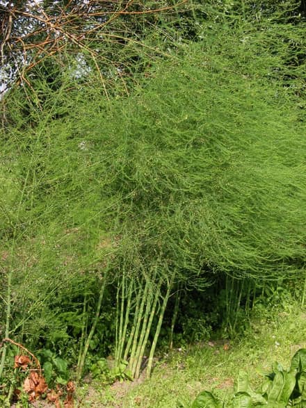 Аспарагус (Asparagus)