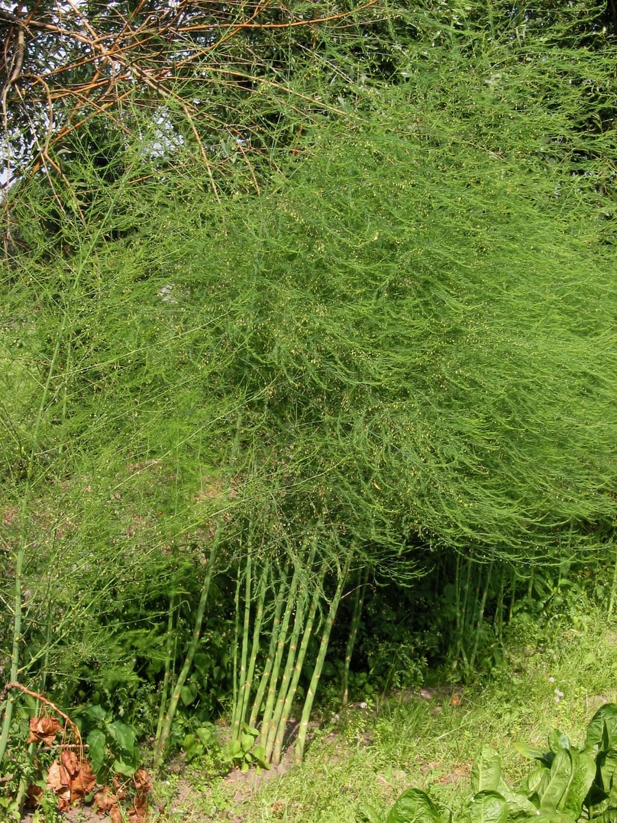 Аспарагус (Asparagus)