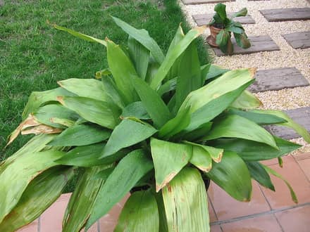 Аспидистра (Aspidistra elatior)