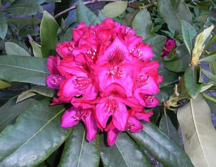 Азалия (Rhododendron simsii)
