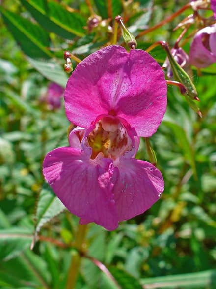 Бальзамин (Impatiens)