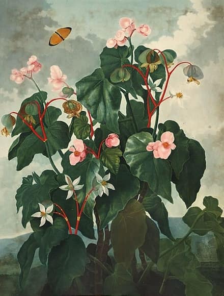 Бегония (Begonia)