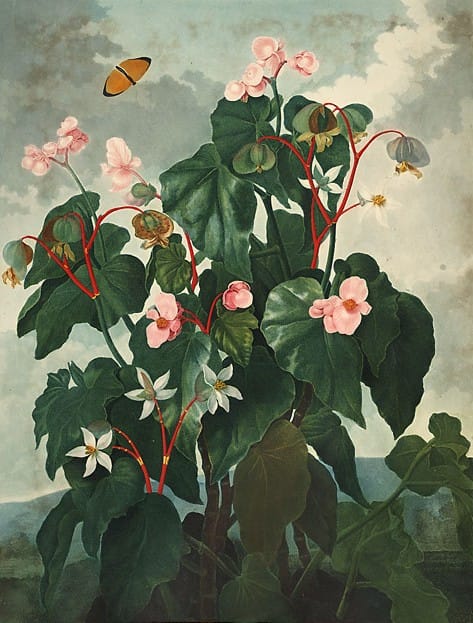 Бегония (Begonia)