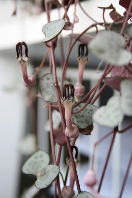 Церопегия Вуда (Ceropegia woodii)