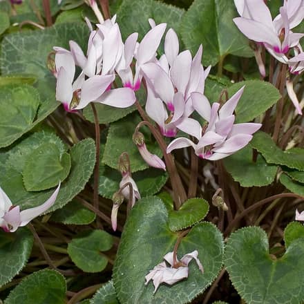 Цикламен (Cyclamen persicum)