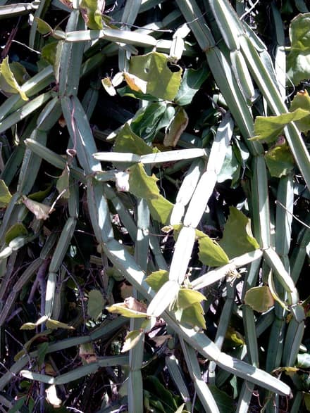Циссус (берёзка) (Cissus)