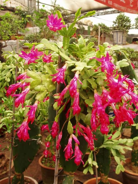 Декабрист (шлюмбергера) (Schlumbergera)
