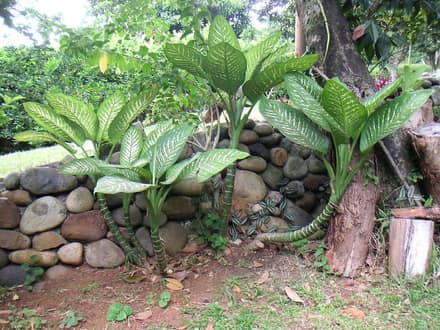 Диффенбахия (Dieffenbachia)