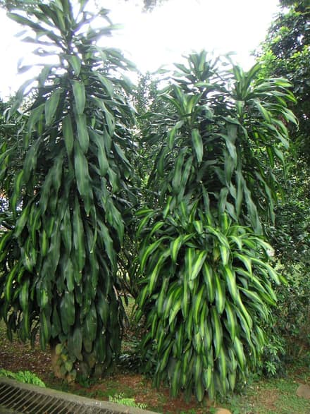 Драцена душистая (Dracaena fragrans)