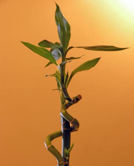 Драцена Сандера (бамбук счастья) (Dracaena sanderiana)