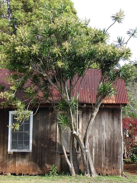 Драцена окаймлённая (Dracaena marginata)
