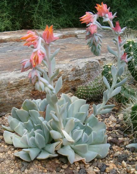 Эхеверия (Echeveria)