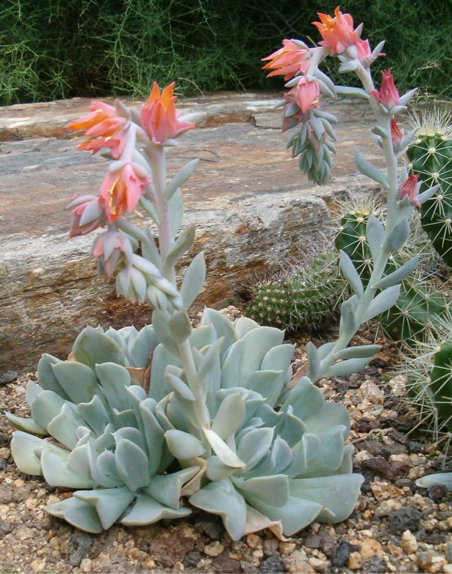 Эхеверия (Echeveria)