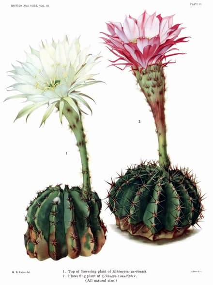 Эхинопсис (Echinopsis)