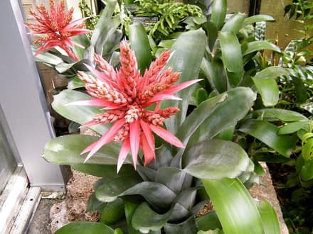 Эхмея (Aechmea fasciata)