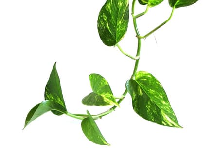 Эпипремнум (потос) (Epipremnum aureum)