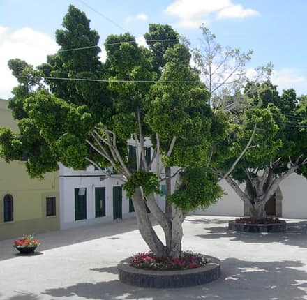 Фикус Бенджамина (Ficus benjamina)