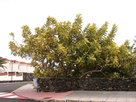 Фикус каучуконосный (Ficus elastica)