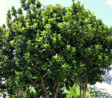Фикус лировидный (Ficus lyrata)
