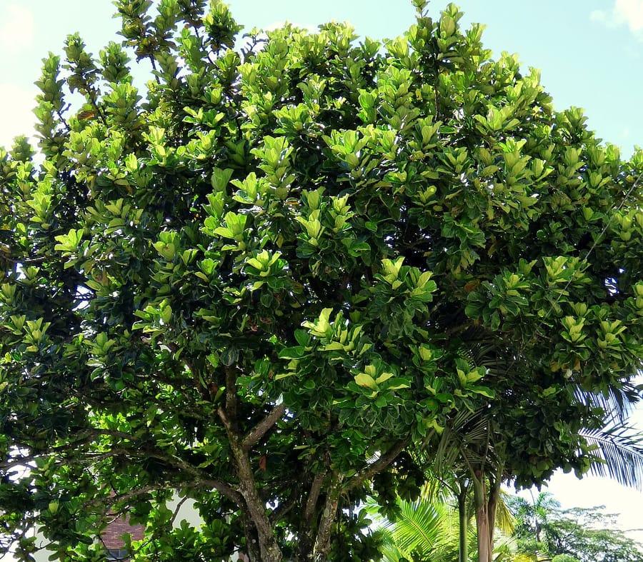 Фикус лировидный (Ficus lyrata)