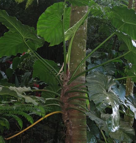 Филодендрон (Philodendron)