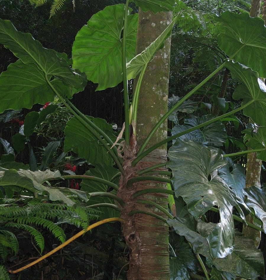 Филодендрон (Philodendron)