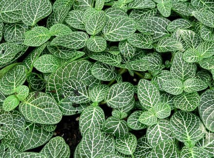 Фиттония (Fittonia)