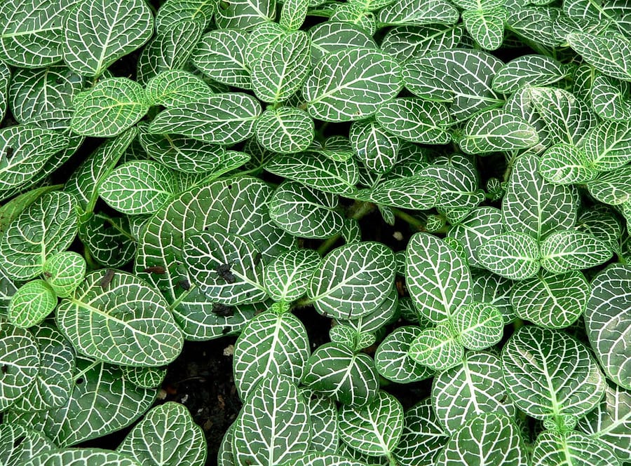 Фиттония (Fittonia)