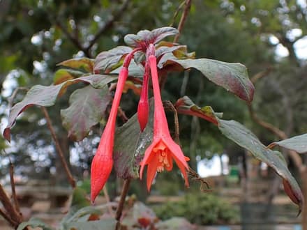 Фуксия (Fuchsia)