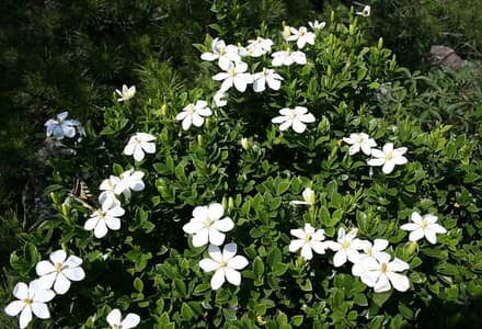 Гардения (Gardenia jasminoides)