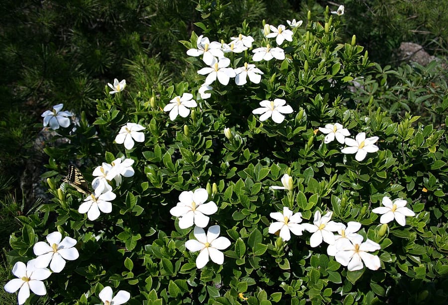 Гардения (Gardenia jasminoides)