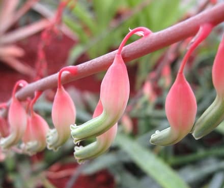 Гастерия (Gasteria)