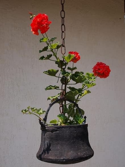 Герань (пеларгония) (Pelargonium)