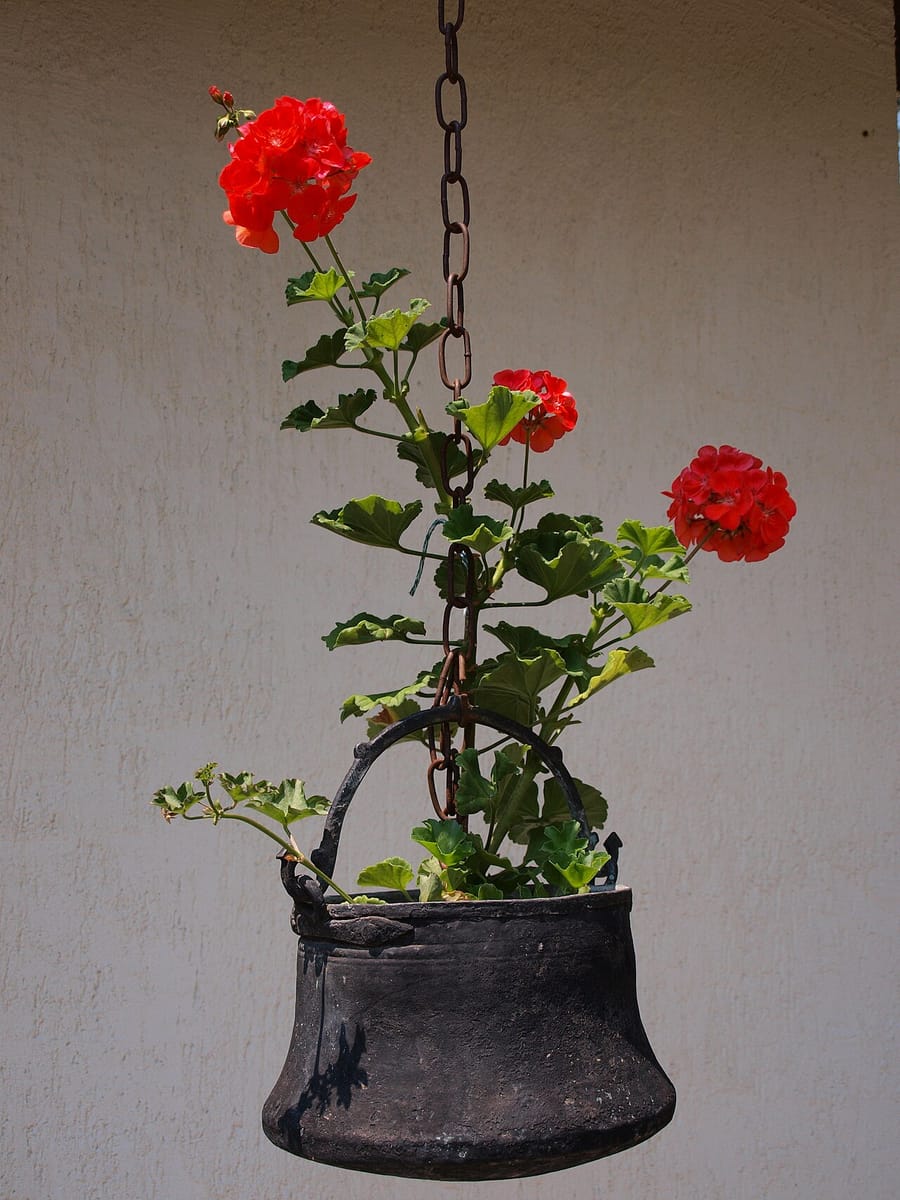 Герань (пеларгония) (Pelargonium)