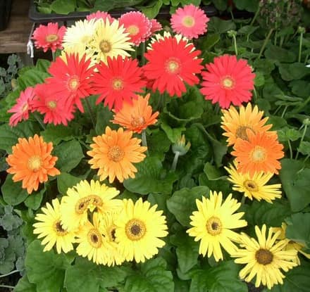 Гербера комнатная (Gerbera jamesonii)