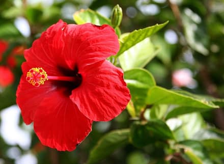 Гибискус (китайская роза) (Hibiscus rosa-sinensis)