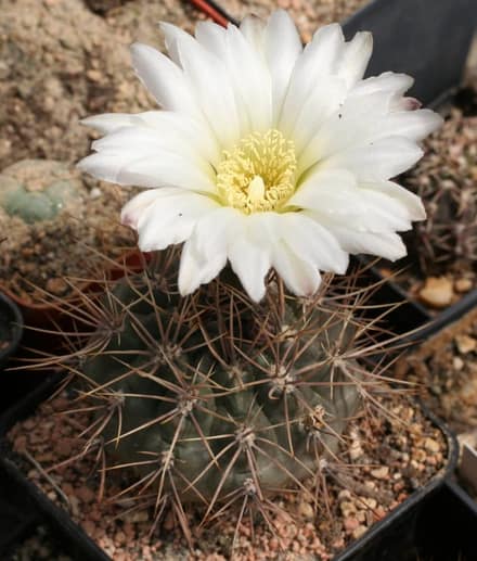 Гимнокалициум (Gymnocalycium)