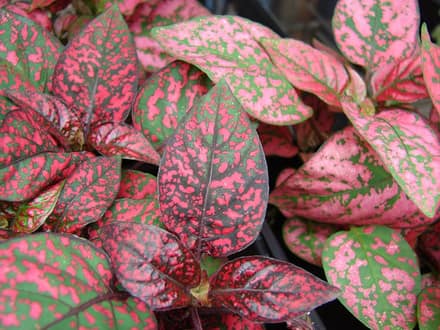 Гипоэстес (Hypoestes phyllostachya)