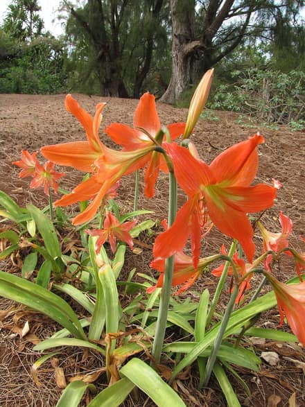 Гиппеаструм (Hippeastrum)