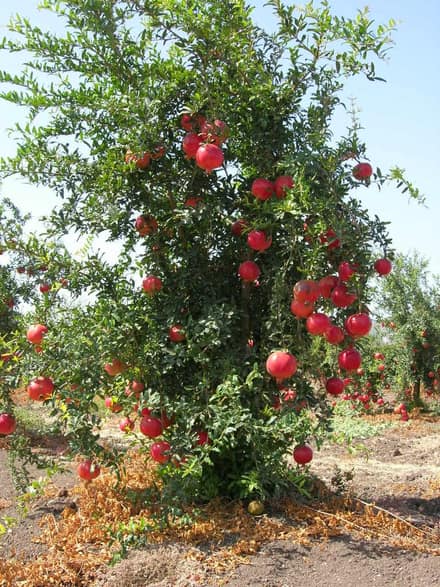 Гранат комнатный (Punica granatum nana)